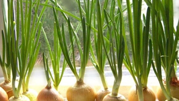 Vitamiinid aknalauale kasvama! 1 Sibulad 1