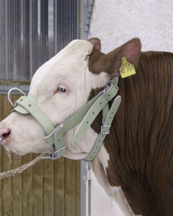 Päitsed pullile nahk